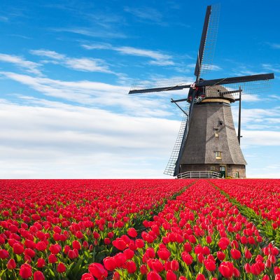 Dva symboly Nizozemí – pole tulipánů a historický větrný mlýn (Zdroj: © Jag_cz / stock.adobe.com)