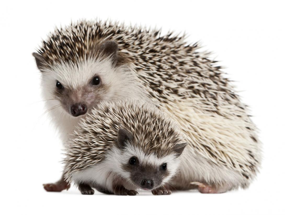 Kolik bodlin má ježčí máma s mládětem? Mají jich společně jako trubek v parogenerátoru… (Zdroj: © Eric Isselée / stock.adobe.com)